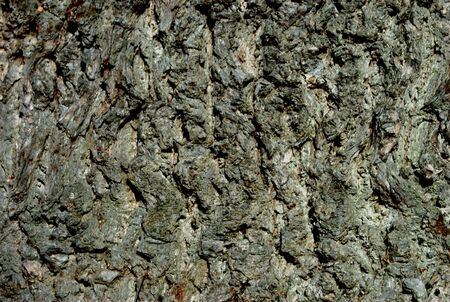 Oak tree bark