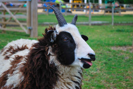 Brown and white goat standing in fieldの写真素材