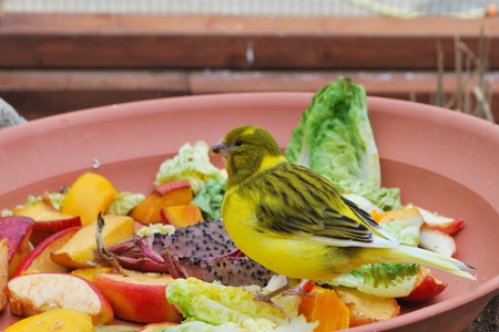 tropical bird eating fruit