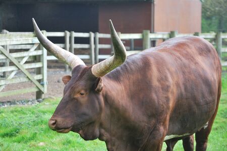 Buffalo in fieldの写真素材