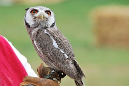 young owl perched on leather gloveの写真素材