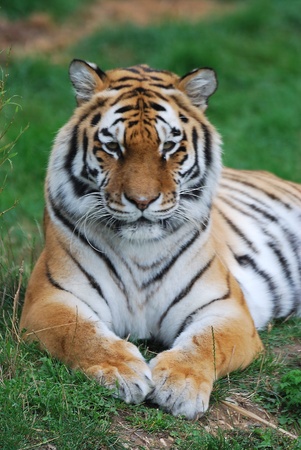 siberian tigerの写真素材