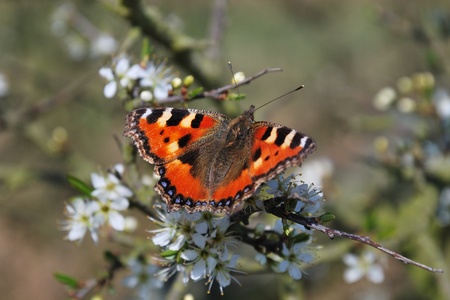 red admiral butterfly on bushの写真素材