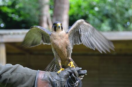 hawk on glove spreading wingsの写真素材