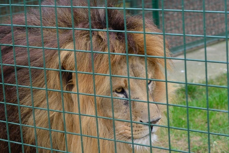 Lion prowling behind cageの写真素材