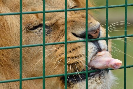 lion eating chicken leg behind cageの写真素材