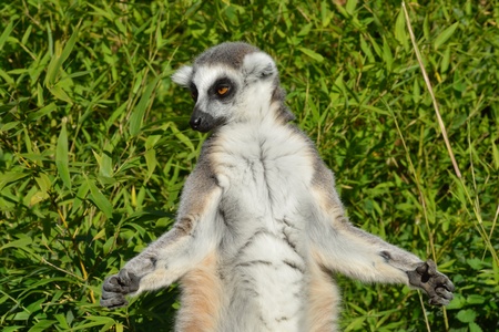 lemur meditatingの写真素材
