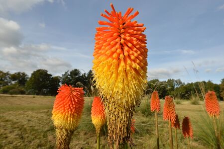 red hot pokers in fieldの写真素材