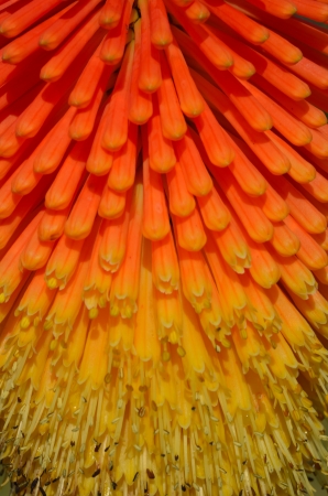 Red hot poker detailの写真素材