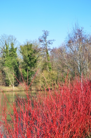 Winter scene with red shrubの写真素材