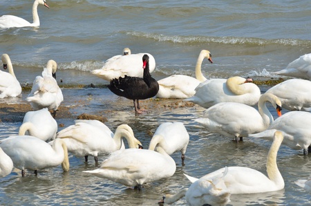 Black swan standing out amongst white swansの写真素材