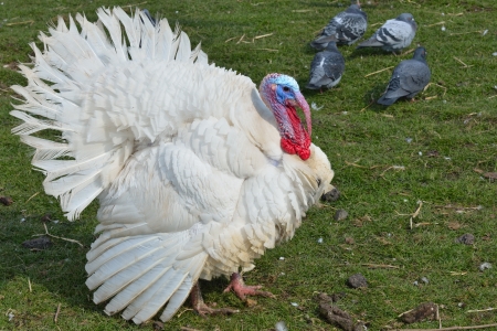 White Turkey Outdoorsの写真素材