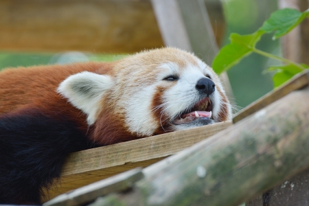 Red panda restingの写真素材