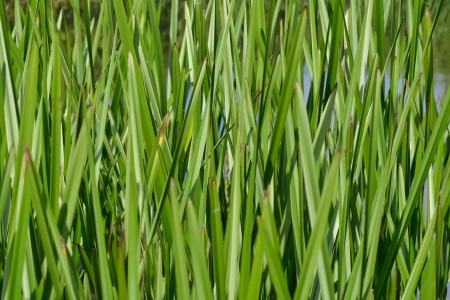 Green Reeds with water behindの写真素材