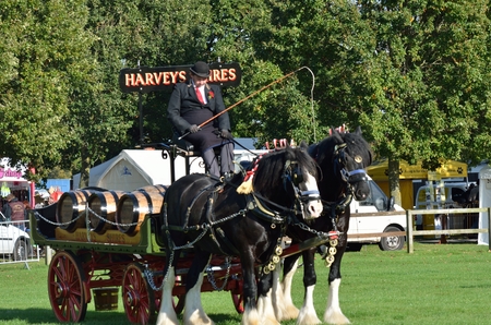 IPSWICH SUFFOLK  UK  25 October 2014:  East Anglia Equestrian Fair pair of heavy horses and cart in ringのeditorial素材