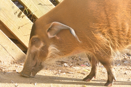 red river hog feeding