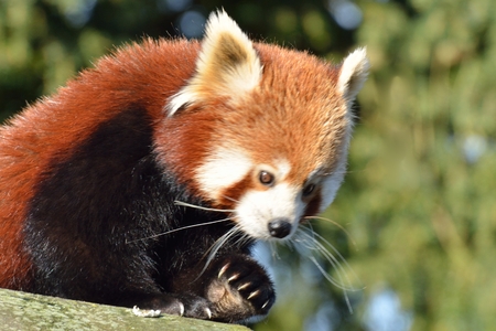 Red Panda headの写真素材