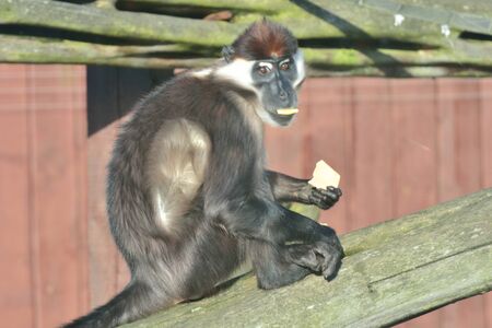 Monkey feeding
