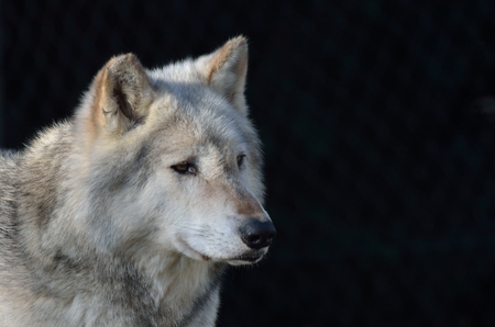 Grey timber wolfの写真素材