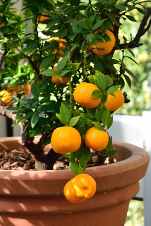 Oranges growing in potの写真素材