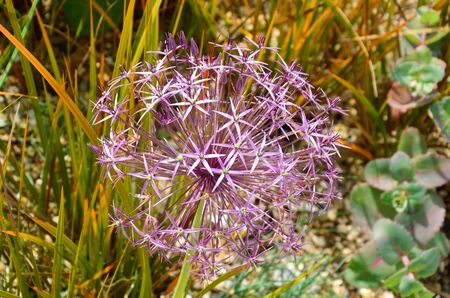 purple allium ornamental onionの写真素材