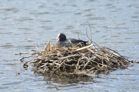 Coot on nest in middle of lakeの写真素材