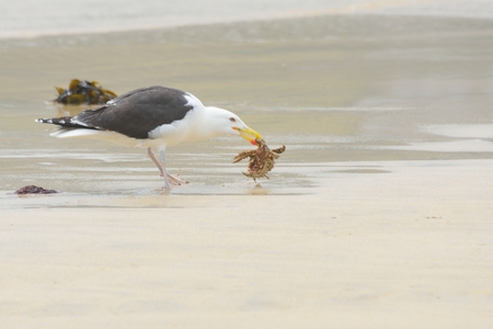 Seagull with crab on sandy Beachの写真素材
