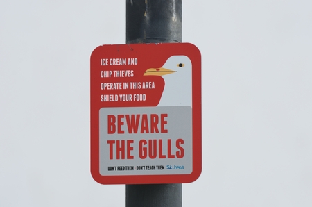 St Ives Cornwall , United Kingdom - July 03, 2016: Sign warning about danger of scavenging gulls