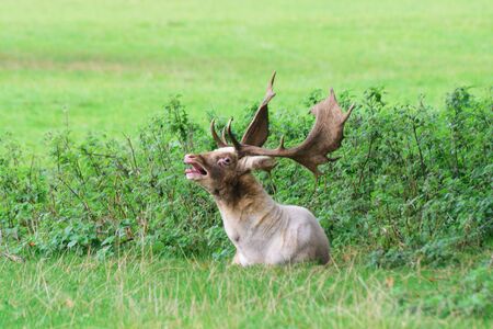 Fallow Deer stag lying downの写真素材