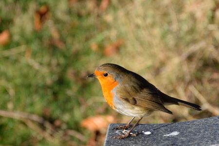 Robin perched on stoneの写真素材