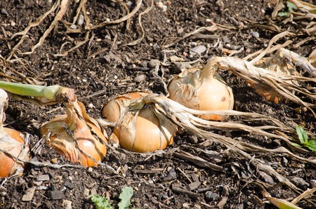 Onions in ground ready for harvestの写真素材