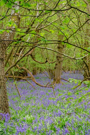 Bluebells in forest among trees in springtimeの写真素材