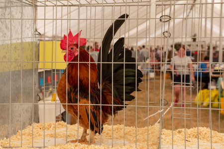 Tendring Essex  UK  - 14 July 2018:  Chicken in cage at agricultural showのeditorial素材