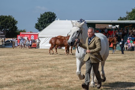 Tendring Essex  UK  - 14 July 2018: Man exhibiting large white  Shire Horse at agricultural showのeditorial素材