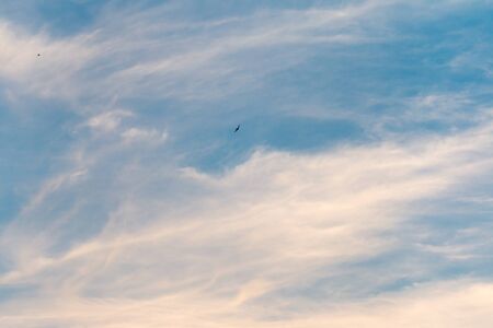 Swallow in the cloudsの写真素材