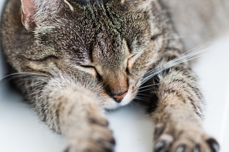 Spleeping, stretched catの写真素材