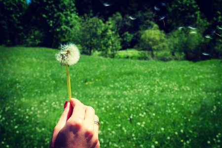 Woman holds a dandelion and blows on it. Woman hand holding a dandelion against the green meadow. Vignette, hight contrastの写真素材