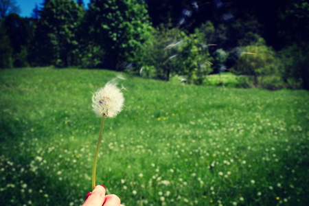 Woman holds a dandelion and blows on it. Woman hand holding a dandelion against the green meadow. Vignette, hight contrastの写真素材