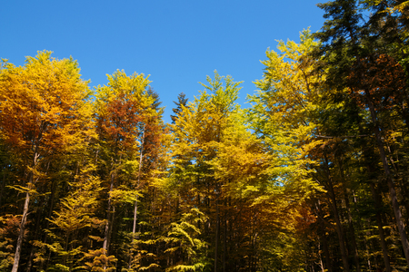 Autumn leafs against blue sky. Trees with colorful leafs.の写真素材