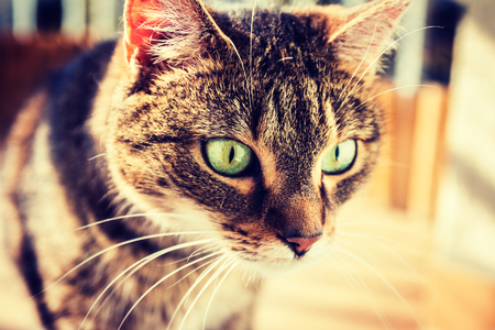 Cat interested in something on the floor. Cat saw something. Vignette, high contrast photoの写真素材