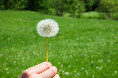 Woman holds a dandelion and blows on it. Woman hand holding a dandelion against the green meadowの写真素材