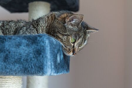Cat lying on a scratcher, looking downの写真素材