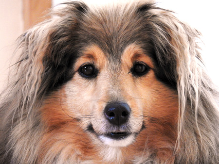 Happy Dog - Shetland Sheepdog Sheltieの写真素材