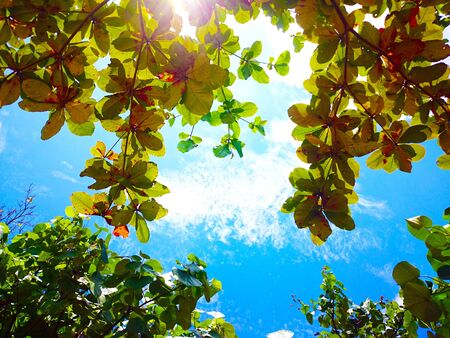 summerの写真素材