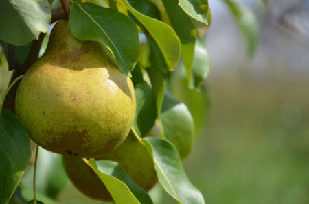 Juicy pear on the tree at sunlightの写真素材