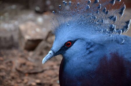 Closeup portrait of Victoria crowned pigeonの写真素材
