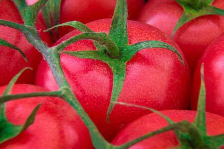 Ripe fresh red tomatoes on green branch; Close-up viewの写真素材