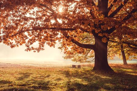 Oak tree with golden foliage on the forest glade. Lonely bench under branching tree in sun rays....