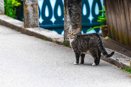 Grey cat with white dickey walking along city streetの写真素材