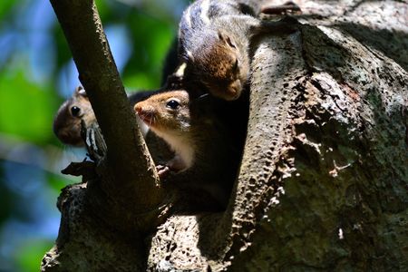 3 baby squirrels trying to get a glimpse of the world through their nestの写真素材
